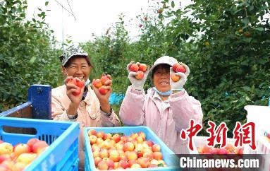 圖為興安盟沙果迎豐收?！】朴仪捌煳麄鞑抗﹫D