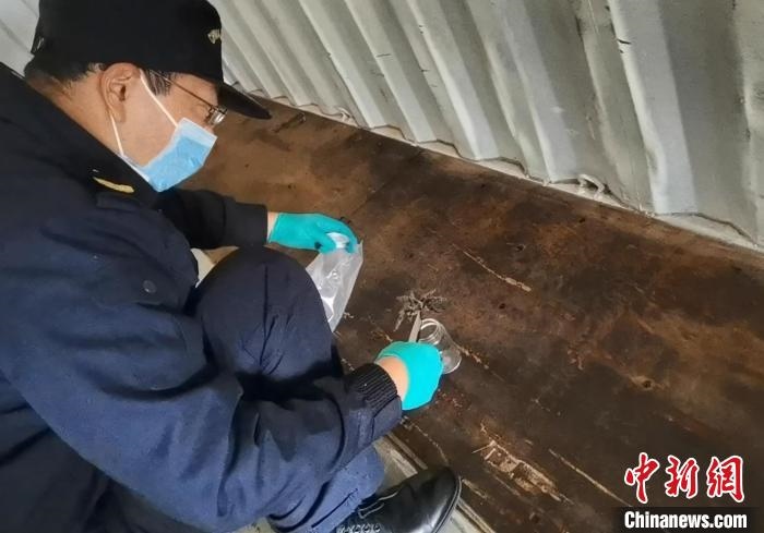 張家港海關(guān)工作人員截獲捕鳥蛛?！⊥踅〕?攝