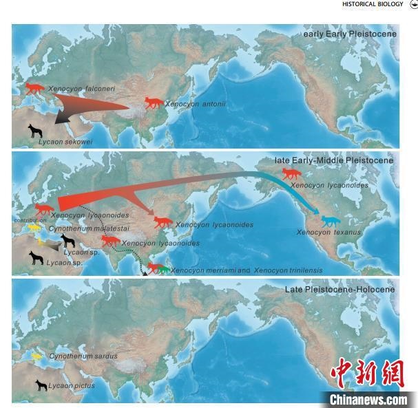 非洲野犬-異豺支系的演化脈絡(luò)圖?！≈锌圃汗偶棺邓?供圖