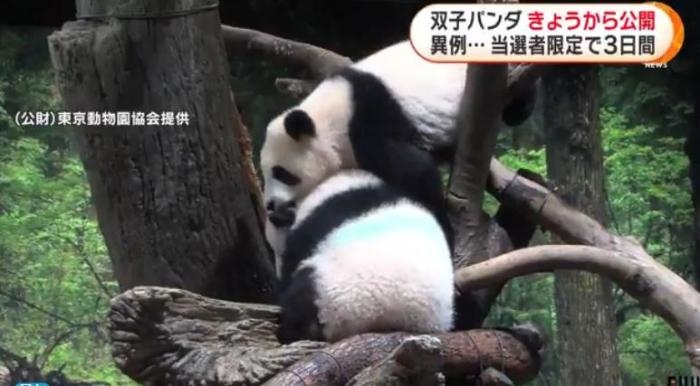 12日，日本東京上野動物園的旅日雙胞胎熊貓開始同游客見面。(圖片來源：日本富士電視臺視頻截圖)