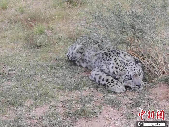 圖為在四子王旗發(fā)現(xiàn)的雪豹(資料圖)?！∷淖油跗炀焦﹫D