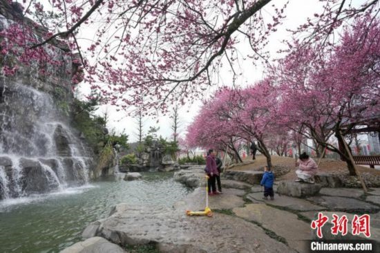 2月23日，市民在乾藝梅園景區(qū)觀賞綻放的梅花。陳興輝 攝