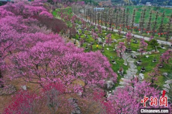 2月23日，航拍乾藝梅園景區(qū)綻放的梅花。瞿宏倫 攝