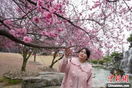 2月23日，市民在乾藝梅園景區(qū)觀賞綻放的梅花。陳興輝 攝