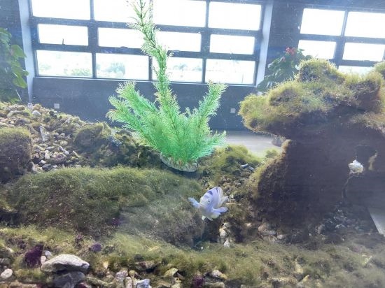 圖為寶鋼湛江鋼鐵水控中心，觀賞海魚在鋼渣漁礁里游動