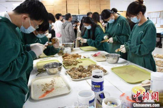 圖為鄭州大學(xué)在校大學(xué)生正在清理骨骼標(biāo)本。王宇 攝