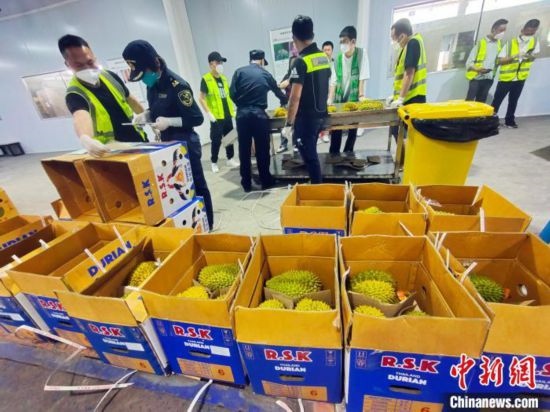 圖為海關關員對進口榴蓮進行查驗。黃艷梅 攝