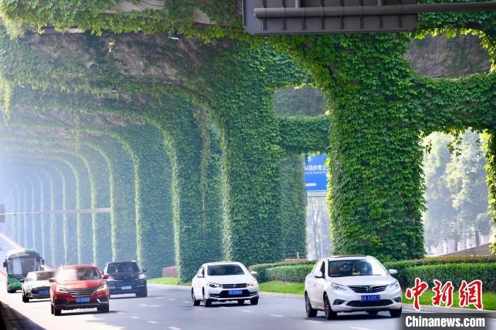 車輛從長滿爬山虎的橋墩旁經(jīng)過。　張浪 攝