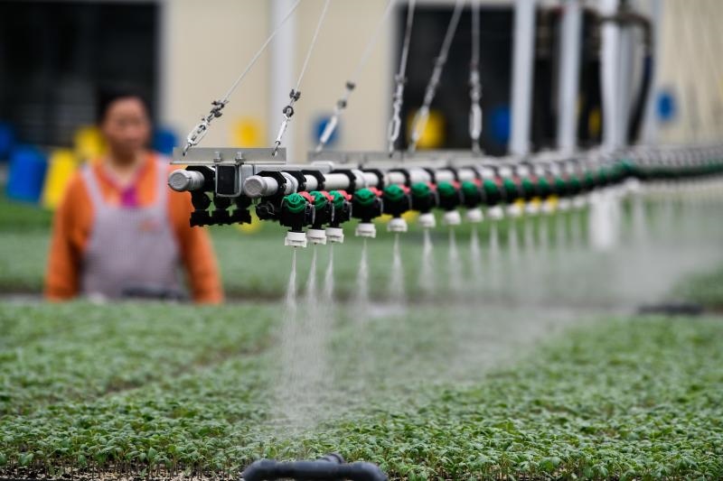 工人在貴陽市開陽縣楠木渡蔬菜良種繁育中心查看自動噴灌系統(tǒng)給辣椒苗澆水情況（2023年5月24日攝）。新華社記者 楊文斌 攝