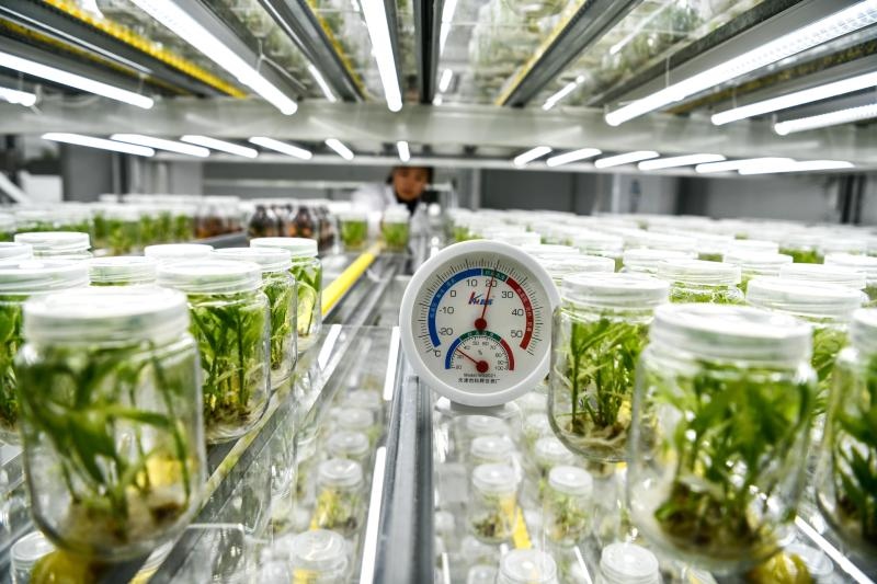 工作人員在貴陽市開陽縣南江蔬菜良種繁育中心的組培中心查看姜苗生長情況（2023年5月23日攝）。新華社記者 楊文斌 攝