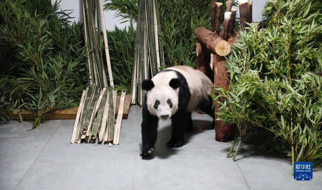 5月29日，大熊貓“丫丫”回到北京動物園。新華社發(fā)（付卓新 攝）