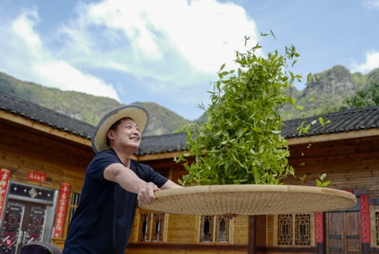 2023年4月19日，重慶市南川區(qū)德隆鎮(zhèn)茶樹村一個居民點，制茶工藝傳承人在幫助村民翻曬新鮮茶葉。