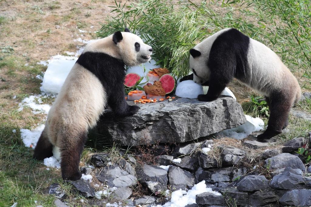 在比利時天堂動物園，大熊貓“寶弟”（左）、“寶妹”享用“生日大餐”。