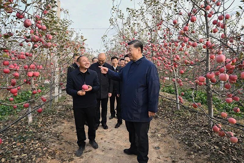 △2022年10月26日，陜西延安高橋鎮(zhèn)南溝村，習(xí)近平總書記走進(jìn)果園，向現(xiàn)場采摘的果農(nóng)了解蘋果收成。