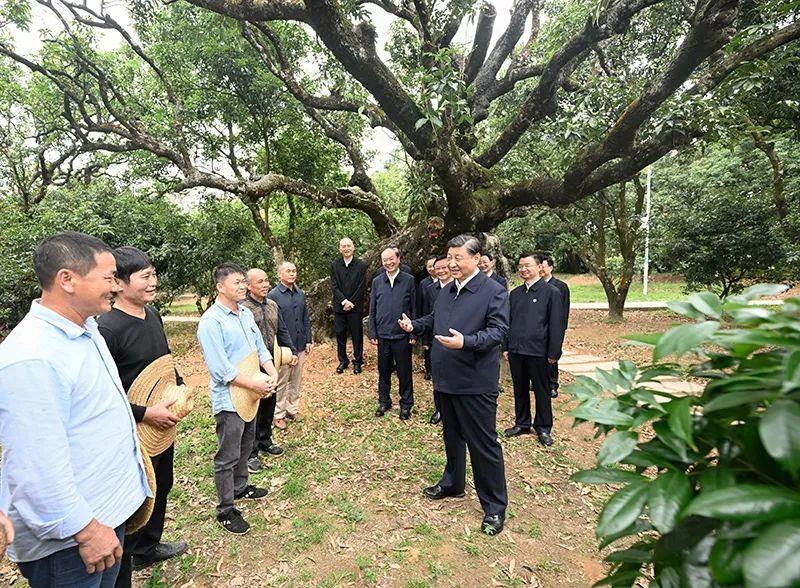 △今年4月11日，習(xí)近平總書記在廣東茂名高州市根子鎮(zhèn)柏橋村荔枝種植園，同現(xiàn)場技術(shù)人員親切交流。