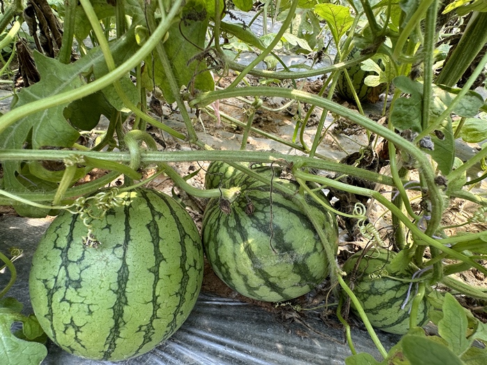 漿水李村瓜果種植基地。王紹紹攝