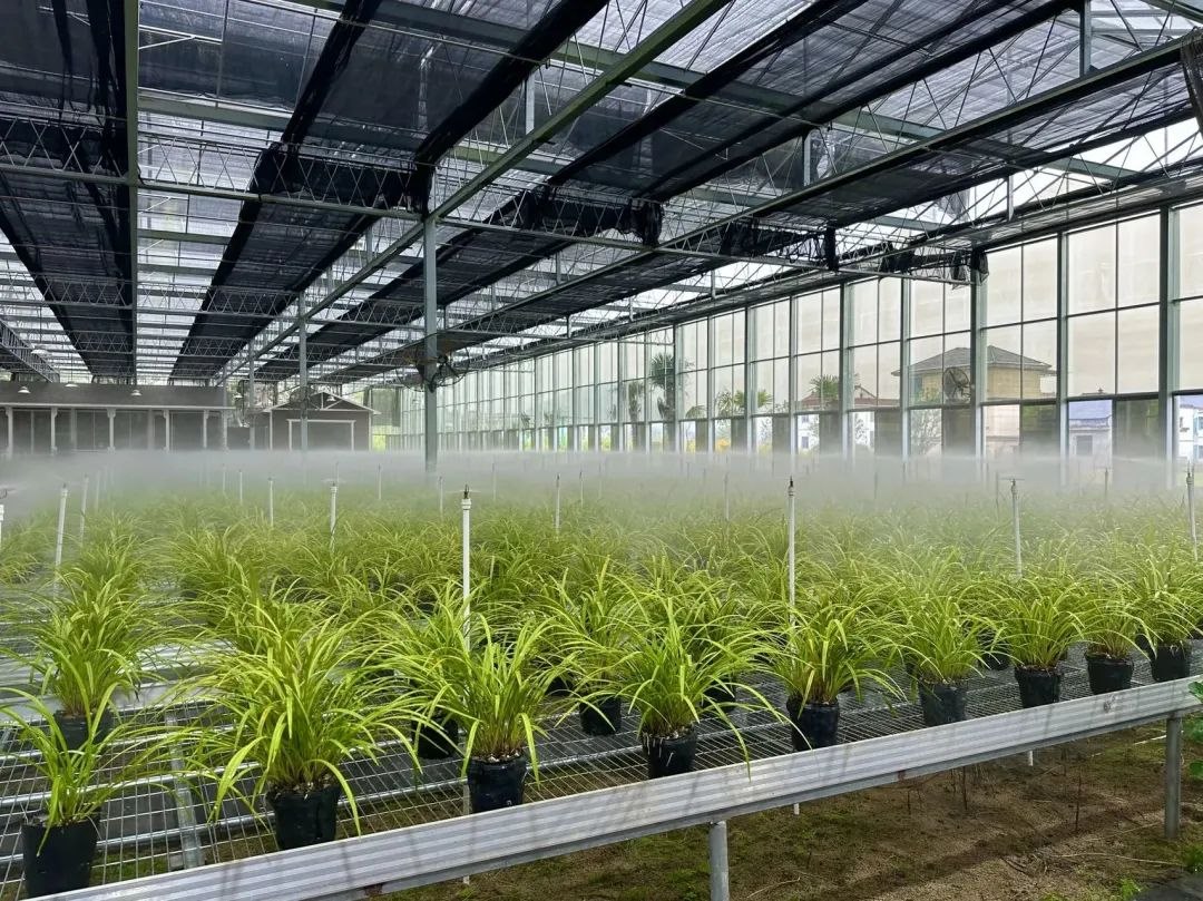 浙江省紹興市柯橋區(qū)漓渚鎮(zhèn)棠棣村的蘭花種植基地。靜玄 攝