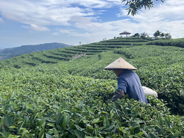 茶農(nóng)正在茶園中采茶。人民網(wǎng) 高清揚攝