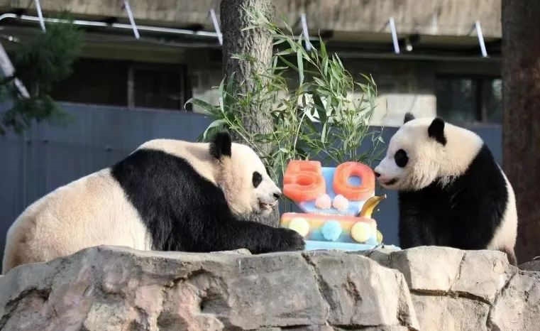 2022年，美國(guó)國(guó)家動(dòng)物園舉辦活動(dòng)慶祝大熊貓抵美50周年，園方為大熊貓“美香”“添添”和“小奇跡”一家三口準(zhǔn)備了有“50”字樣的冰凍水果蛋糕。（圖片來源：雅安市廣播電視臺(tái)）