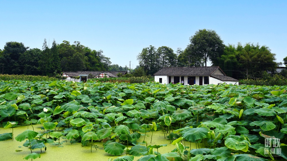 四川眉山，永豐村荷塘。2022年6月，習(xí)近平曾到此調(diào)研鄉(xiāng)村振興情況。（總臺(tái)央廣記者潘毅拍攝）