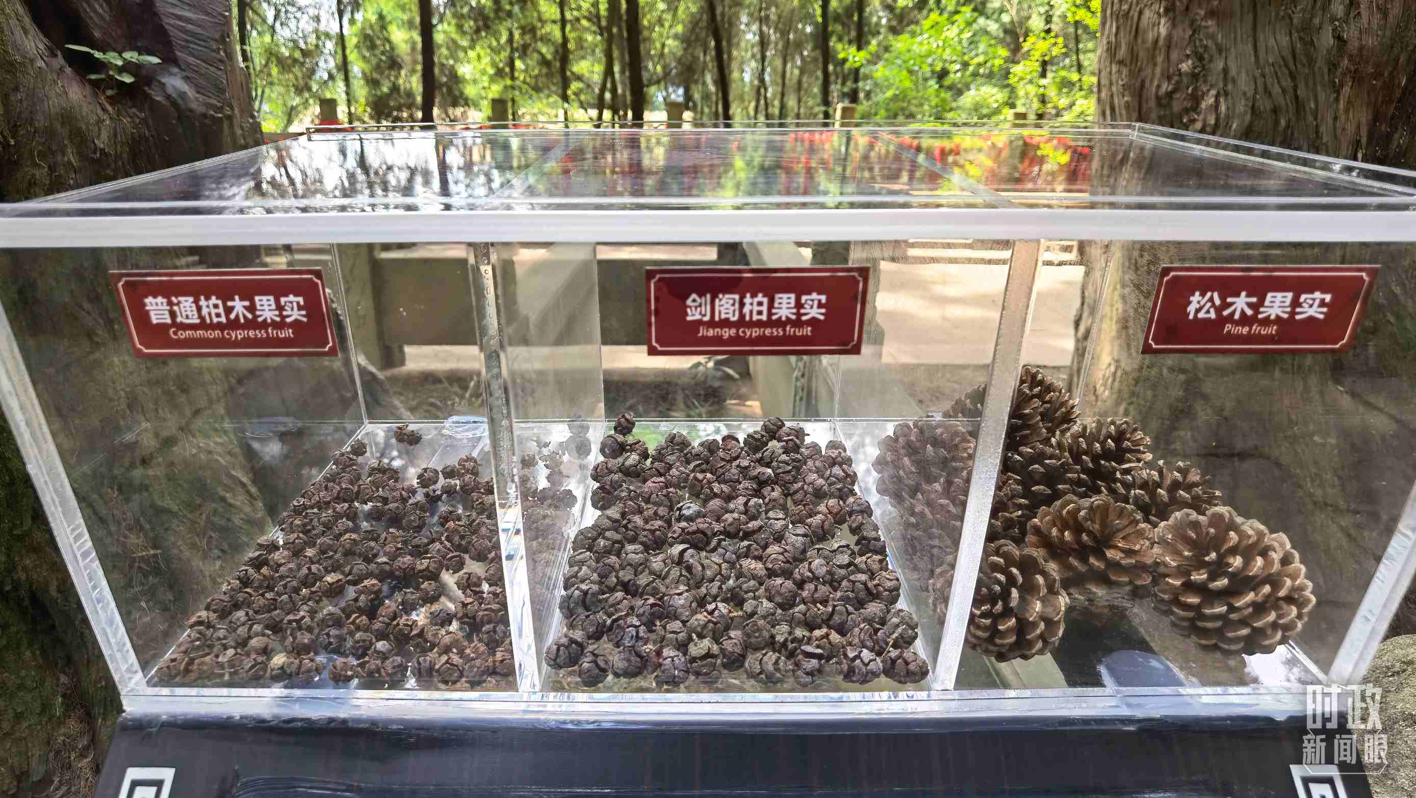 △翠云廊古蜀道，現(xiàn)場陳列的柏木和松木果實。（總臺央視記者石丞拍攝）