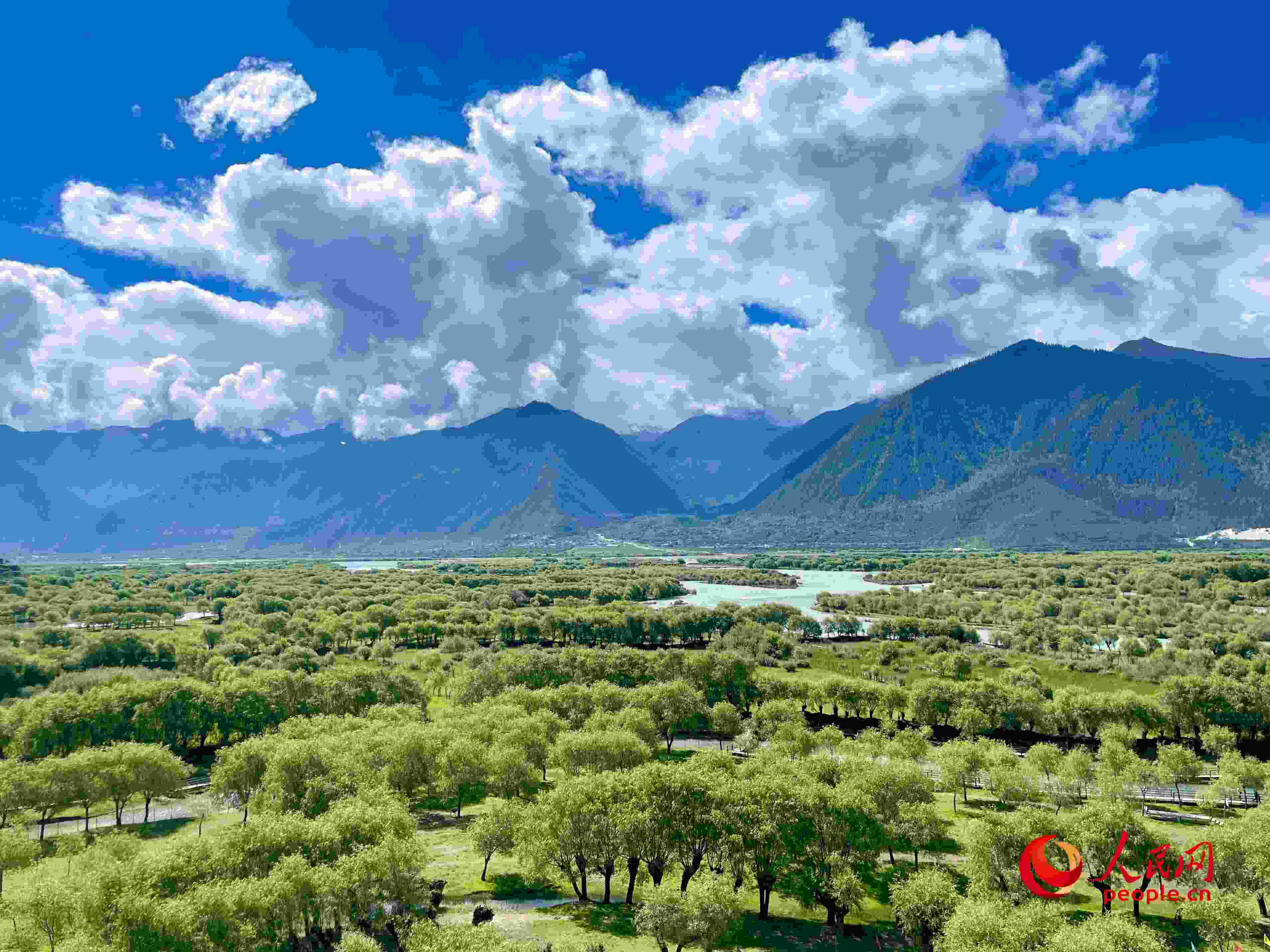 夏日的雅尼國(guó)家濕地公園生機(jī)盎然，如詩如畫。人民網(wǎng) 周靜圓攝