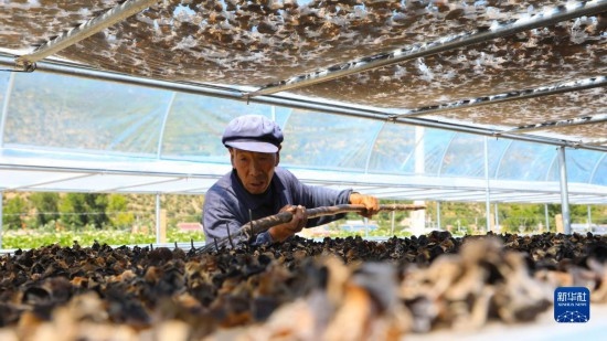 7月29日，在卓尼縣納浪鎮(zhèn)納浪村黑木耳種植基地，農(nóng)戶在翻曬黑木耳。