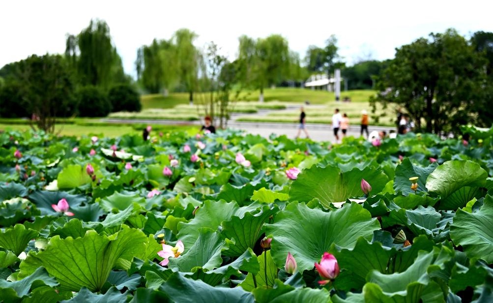 日前，陜西省漢中市漢江兩岸的天漢濕地公園內(nèi)，市民在休閑賞景。新華社記者 劉瀟 攝