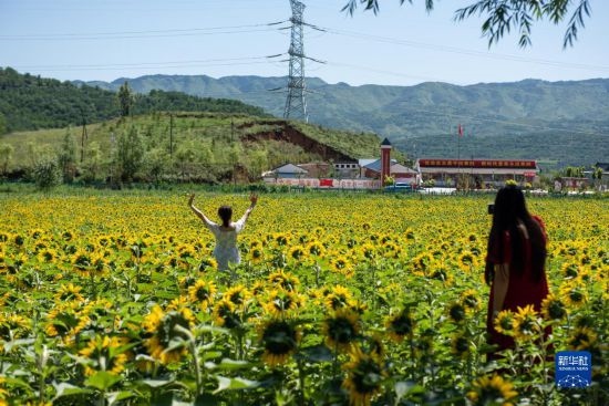 8月12日，游客在寧夏固原市涇源縣大灣鄉(xiāng)楊嶺村向日葵田中拍照。新華社記者 李旭倫 攝