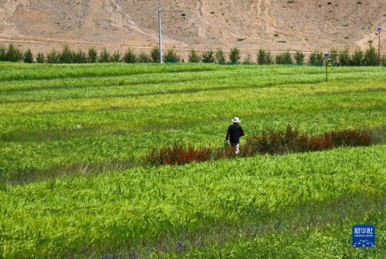 8月12日，西藏阿里地區(qū)普蘭縣赤德村村民在一片青稞田里行走。