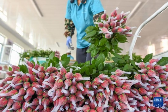 8月17日，農(nóng)民在吉林省德惠市朱城子鎮(zhèn)沿河村程雪家庭農(nóng)場打包玫瑰花。新華社記者 張楠 攝