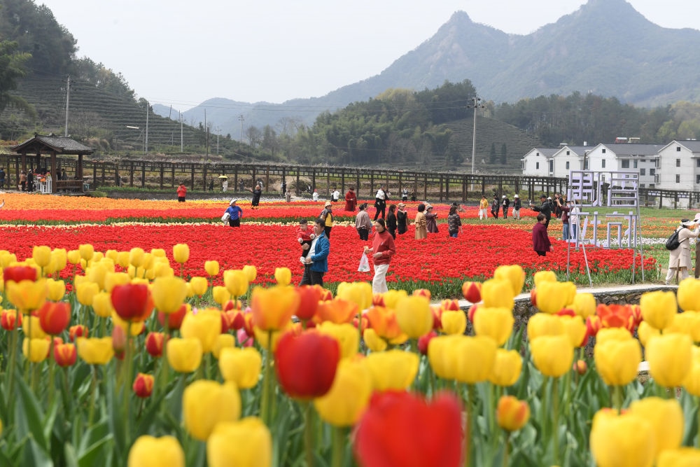 金華市浦江縣210省道旁的鮮花農場（3月28日攝）。新華社記者 翁忻旸 攝