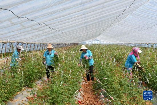 8月17日，農(nóng)民在吉林省德惠市朱城子鎮(zhèn)沿河村程雪家庭農(nóng)場采摘玫瑰花。新華社記者 張楠 攝
