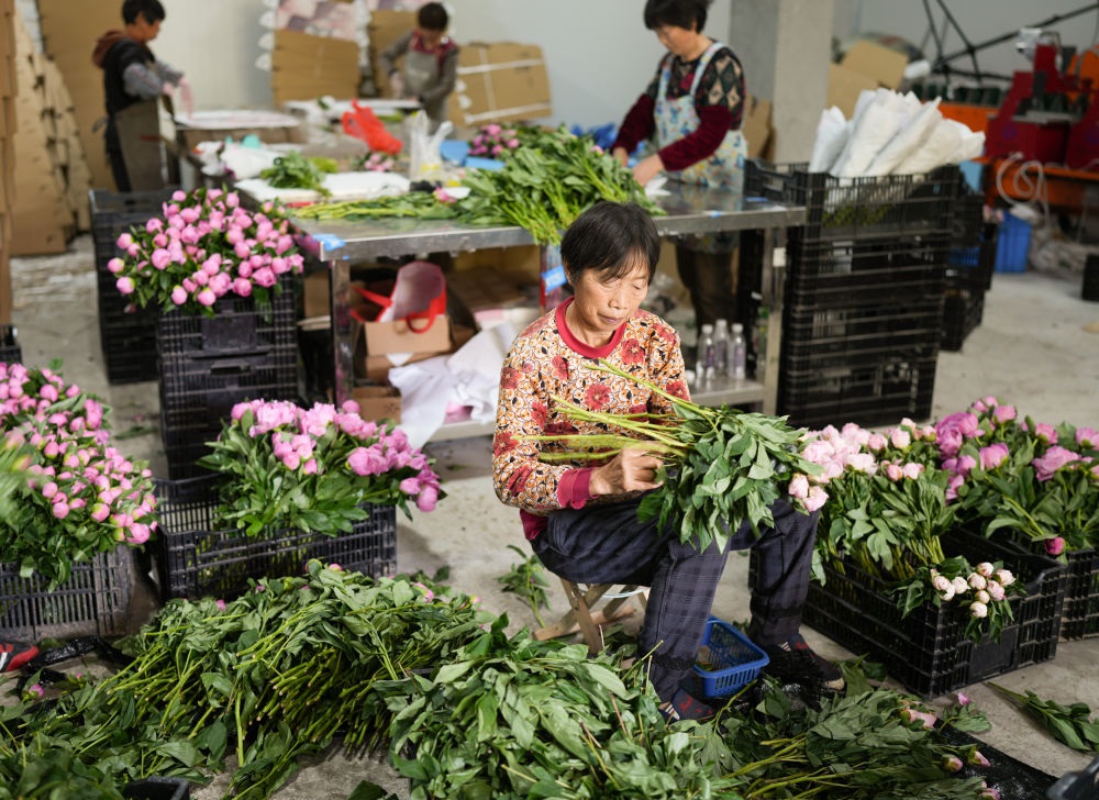 在浦江縣杭坪鎮(zhèn)烏漿村的鮮花種植基地，村民在處理芍藥鮮切花，準備發(fā)往各地（5月23日攝）。新華社記者 翁忻旸 攝