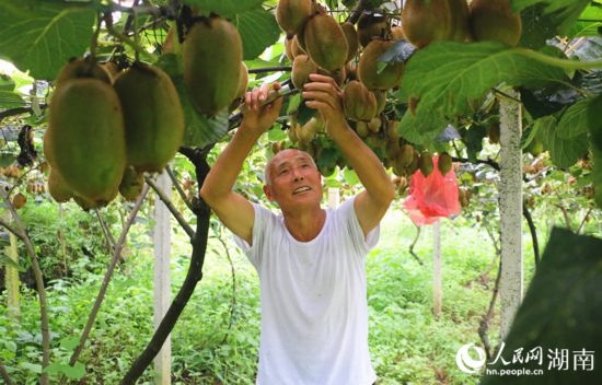 “農(nóng)民專家”丁清清在果園里采摘。 人民網(wǎng)記者 劉賓攝