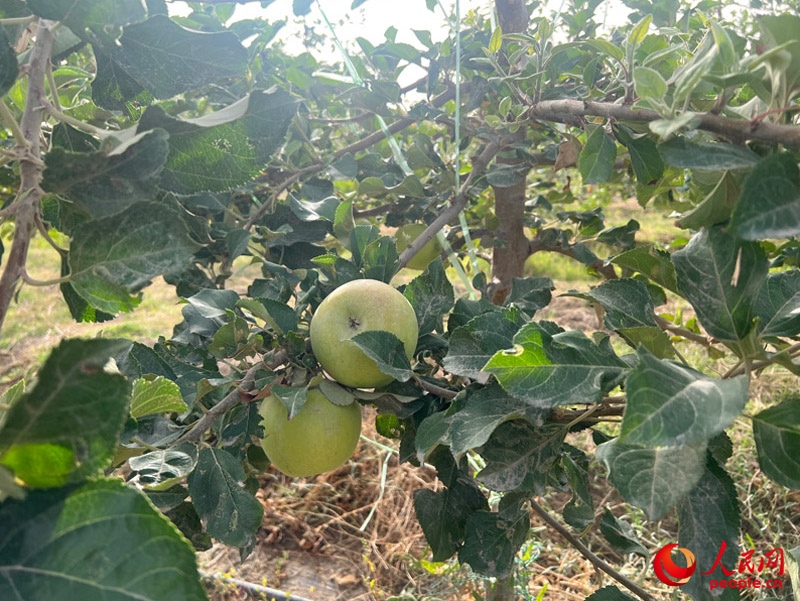 已有蘋果掛在枝頭，10月底即可成熟。人民網(wǎng)記者 常雪梅攝