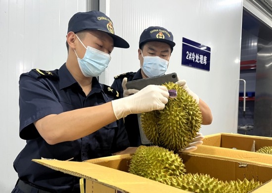 磨憨鐵路口岸綜合性指定監(jiān)管場地水果查驗區(qū)內(nèi)，海關(guān)關(guān)員正在查驗進口榴蓮。勐臘海關(guān)供圖