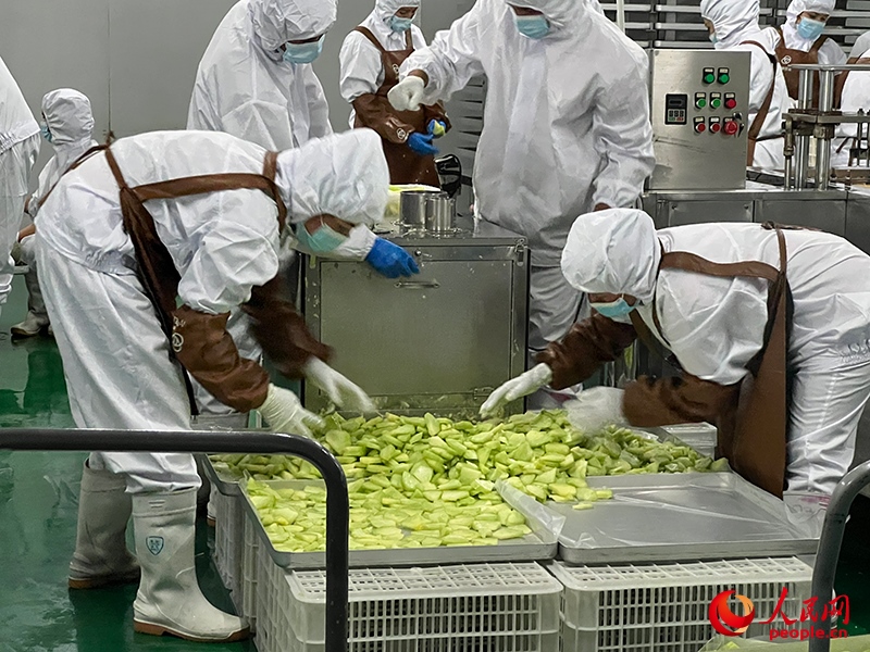 切片哈密瓜將被做成凍干食品。人民網(wǎng)記者 常雪梅攝