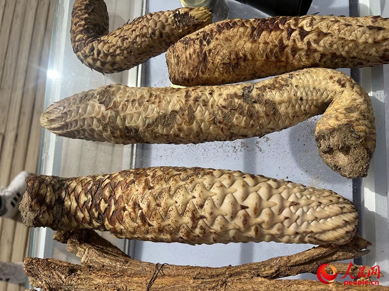 林下經(jīng)濟作物肉蓯蓉。人民網(wǎng)記者 常雪梅攝