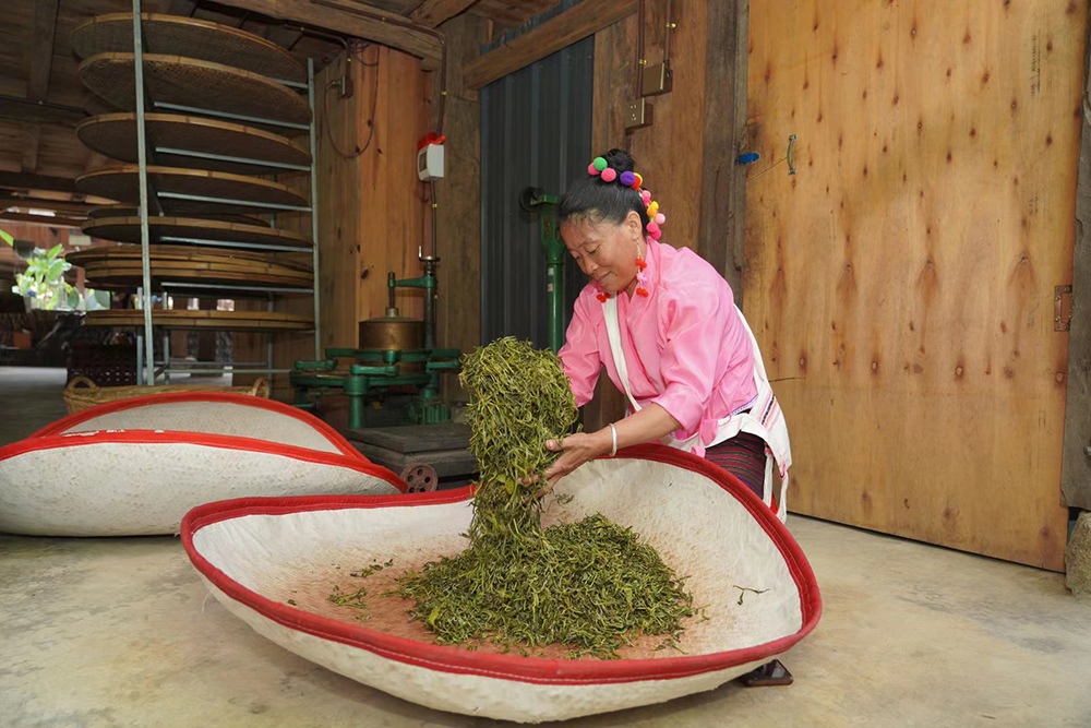 當(dāng)?shù)卮迕裾谌嗄聿枞~。普洱景邁山古茶林保護(hù)管理局供圖