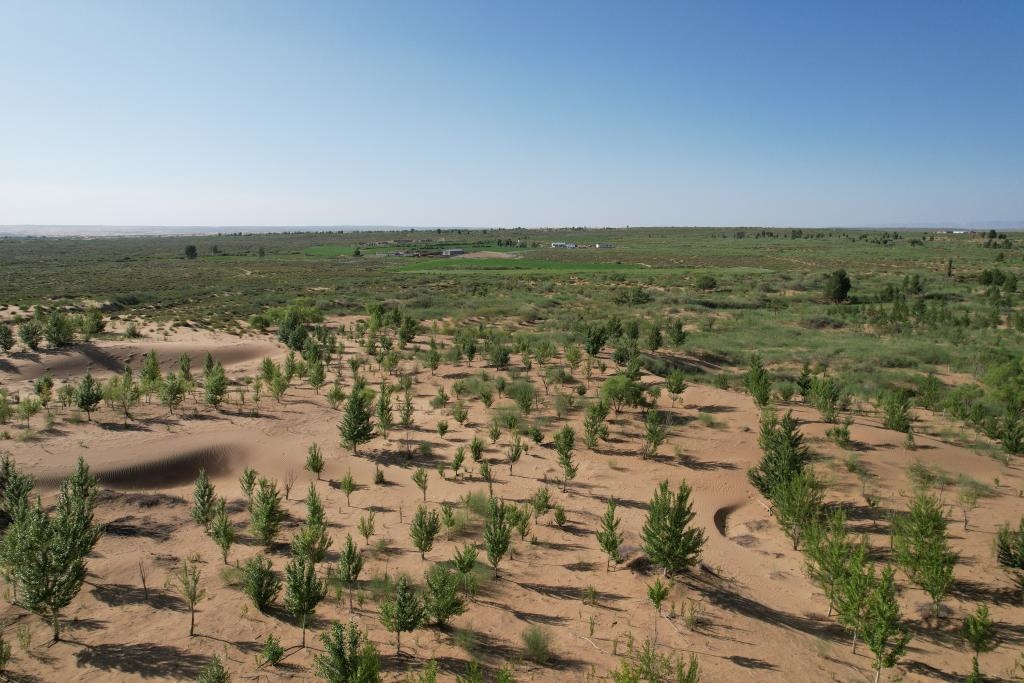 在庫布其沙漠腹地，牧民已讓10萬畝沙地變綠洲（無人機(jī)照片，2023年6月25日攝）。新華社記者李云平 攝