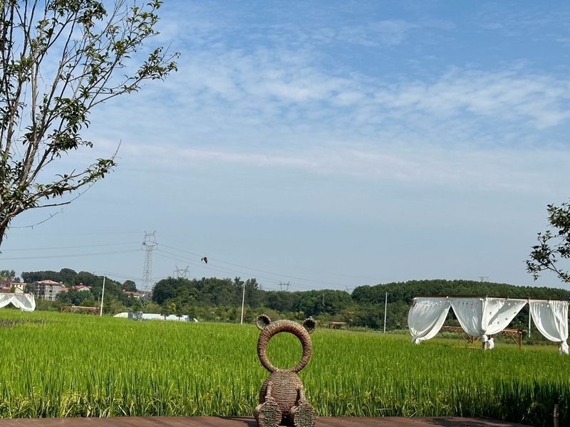 林語未來村打造農家畈田園綜合體。人民網(wǎng) 王紹紹攝