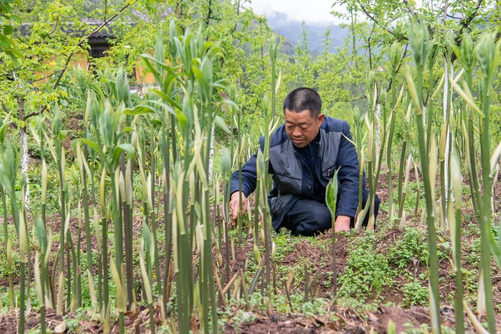 4月14日，村民陳朋在地里管護(hù)種植的黃精。新華社記者 唐奕 攝