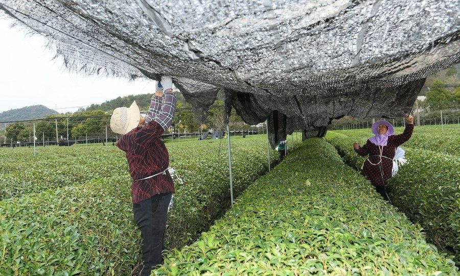  在浙江省紹興市越城區(qū)富盛鎮(zhèn)抹茶生產(chǎn)基地，農(nóng)戶為茶樹拉遮陽網(wǎng)（2023年2月28日攝）。