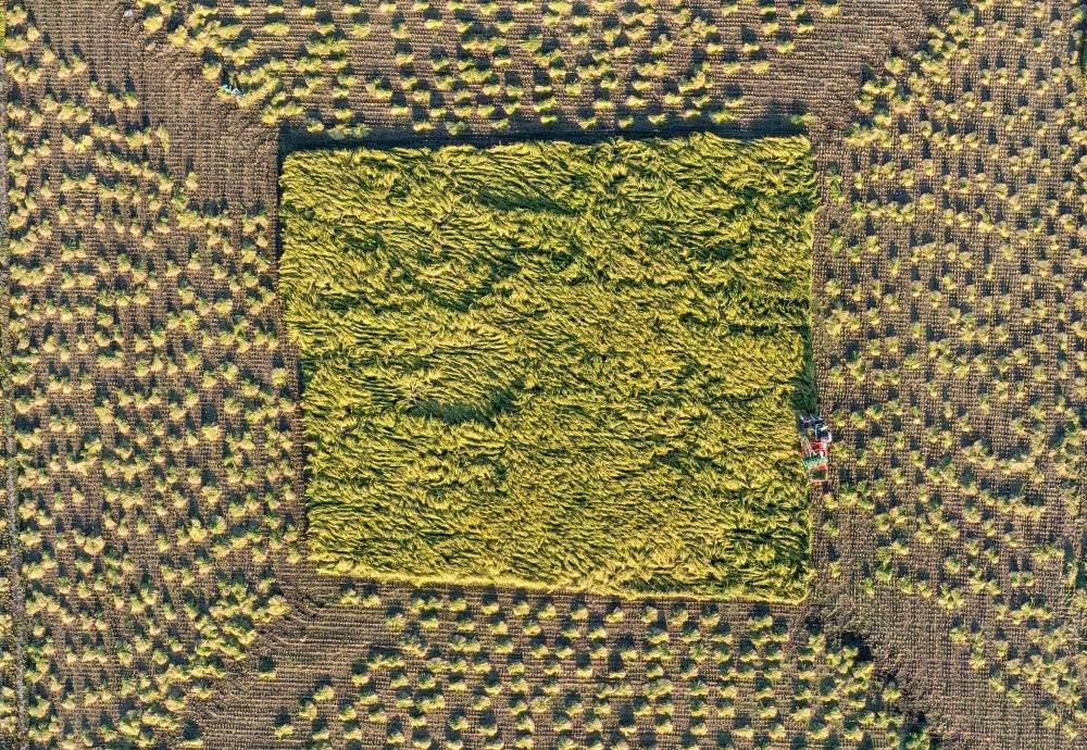 在吉林省舒蘭市平安鎮(zhèn)金星村，農(nóng)民駕駛農(nóng)機(jī)收割水稻（2023年9月21日攝，無人機(jī)照片）。新華社記者 張楠 攝
