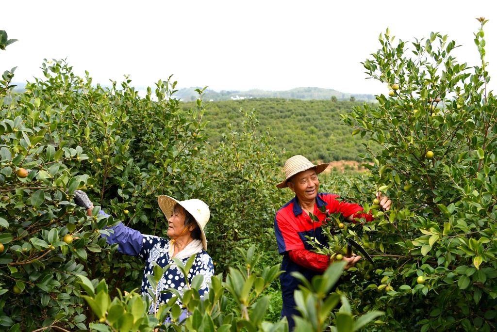 2020年8月25日，村民在河南省光山縣槐店鄉(xiāng)司馬光油茶園內(nèi)勞作。新華社記者郝源攝