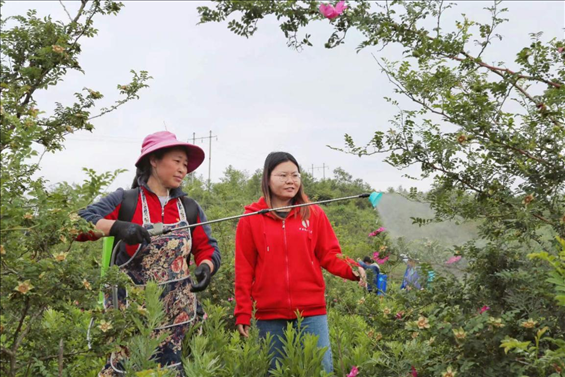 王永華（右一）向龍鳳村村民傳授噴灑農藥技術要領。受訪者供圖