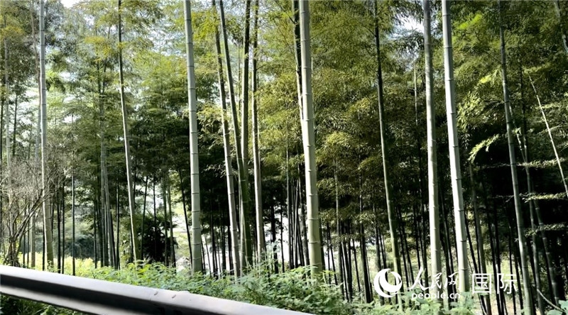 沿途中的竹林。人民網(wǎng)記者 周雨攝