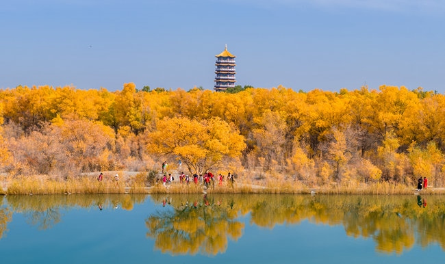 胡楊林金碧耀眼。蘭州局集團(tuán)公司融媒體中心供圖