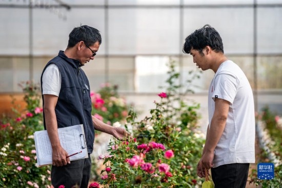 在云南省安寧市現(xiàn)代農(nóng)業(yè)園區(qū)玫瑰種植示范園，技術(shù)員田連通（左）在和同事交流（10月20日攝）。